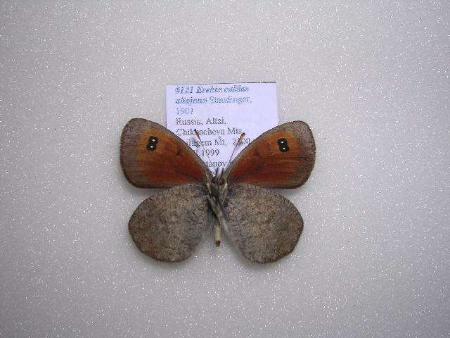 Image of <i>Erebia callias altajana</i>