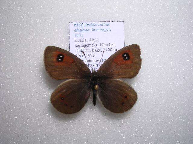 Image of <i>Erebia callias altajana</i>