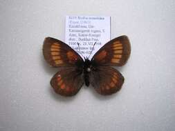 Erebia maurisius Esper 1800 resmi