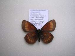 Erebia maurisius Esper 1800 resmi