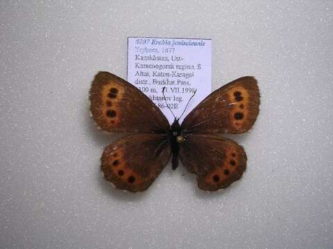 Image of Erebia jeniseieusis