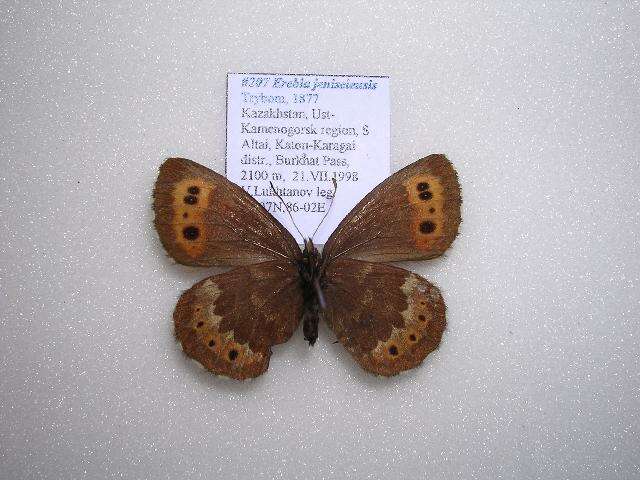 Image of Erebia jeniseieusis