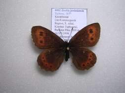 Image of Erebia jeniseiensis Trybom 1877