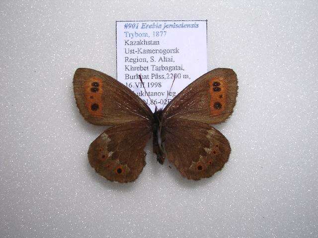 Image de Erebia jeniseiensis Trybom 1877