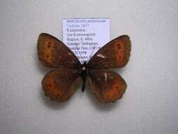 Image of Erebia jeniseiensis Trybom 1877