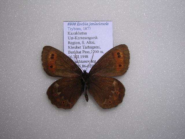 Image of Erebia jeniseiensis Trybom 1877