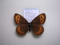 Image of Erebia jeniseieusis