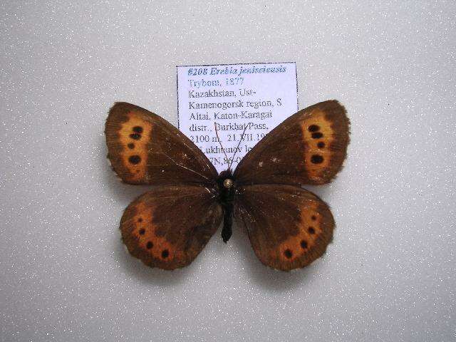 Image of Erebia jeniseieusis