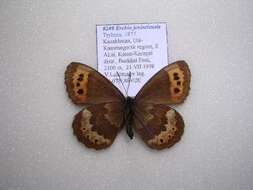 Image of Erebia jeniseieusis