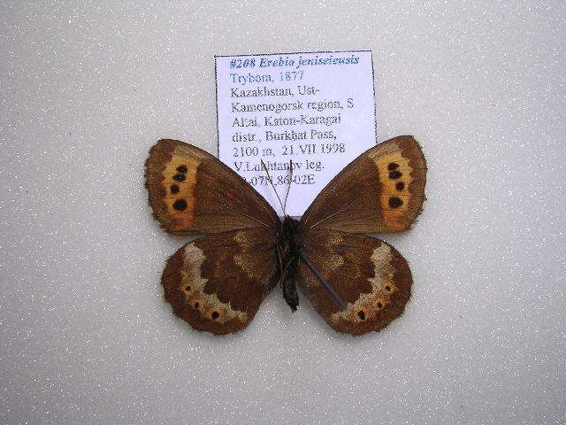 Image of Erebia jeniseieusis