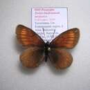 Image of <i>Erebia kindermanni sarytavica</i>