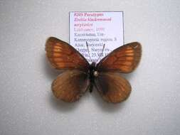 Image of <i>Erebia kindermanni sarytavica</i>