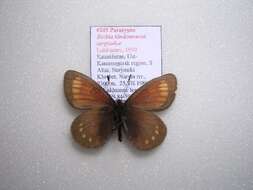 Image of <i>Erebia kindermanni sarytavica</i>