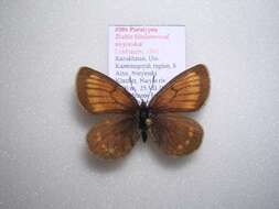 Image of <i>Erebia kindermanni sarytavica</i>