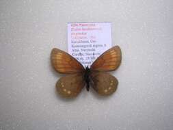 Image of <i>Erebia kindermanni sarytavica</i>