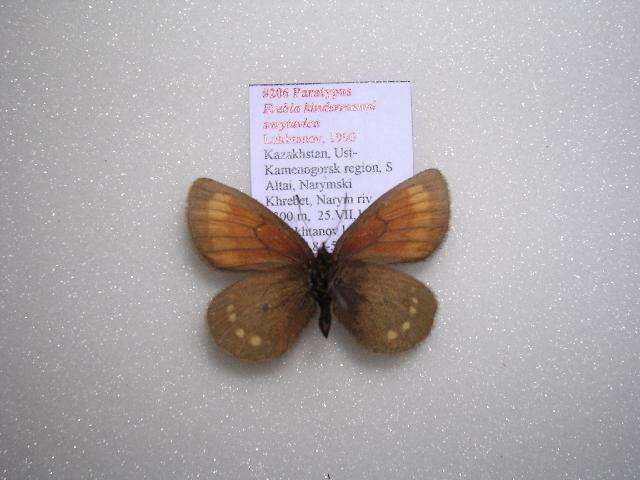 Image of <i>Erebia kindermanni sarytavica</i>