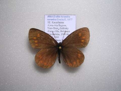 Image of <i>Erebia <i>turanica</i></i> turanica