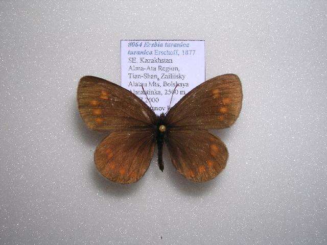 <i>Erebia <i>turanica</i></i> turanica resmi