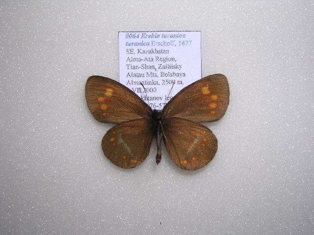 <i>Erebia <i>turanica</i></i> turanica resmi