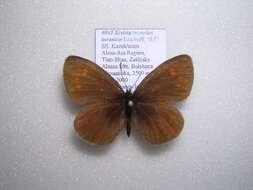 <i>Erebia <i>turanica</i></i> turanica resmi