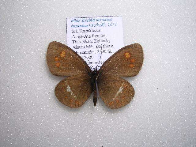 <i>Erebia <i>turanica</i></i> turanica resmi