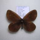 <i>Erebia meta melanops</i> resmi