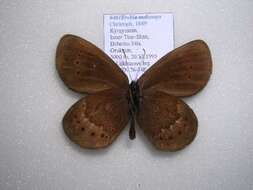 Image de <i>Erebia meta melanops</i>