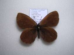 Image de <i>Erebia meta melanops</i>