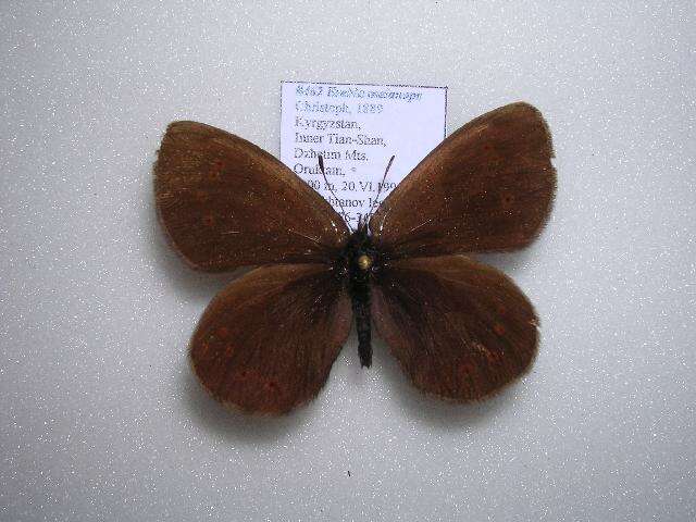 Image de <i>Erebia meta melanops</i>