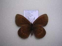 Image de <i>Erebia meta melanops</i>