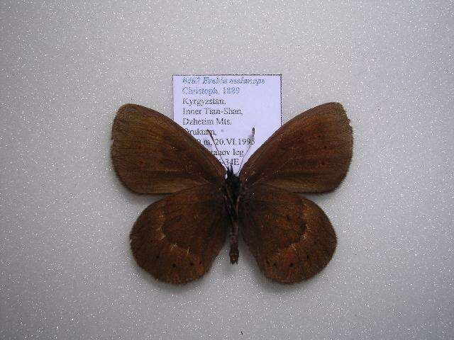 Image de <i>Erebia meta melanops</i>