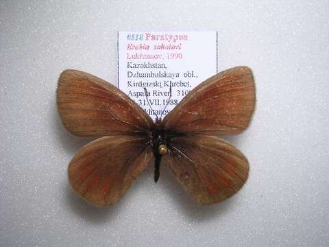 Image of <i>Erebia sokolovi</i>