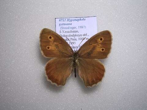 Image de <i>Hyponephele germana</i>