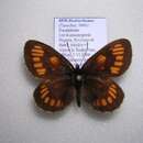 Image de <i>Erebia theano</i>