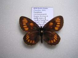 <i>Erebia theano</i> resmi