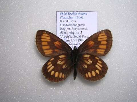 <i>Erebia theano</i> resmi