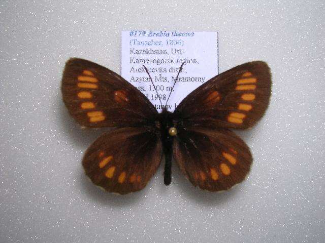 <i>Erebia theano</i> resmi