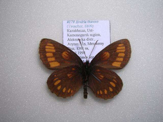 <i>Erebia theano</i> resmi