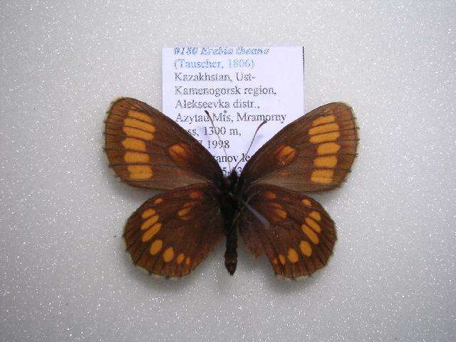 <i>Erebia theano</i> resmi