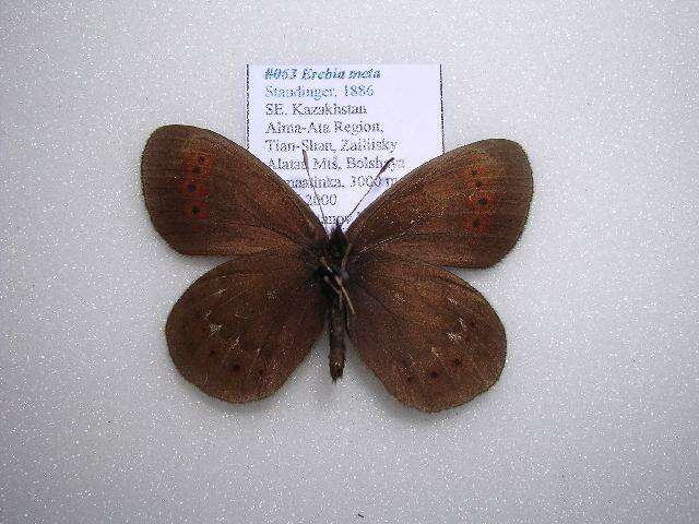 Image de Erebia meta Staudinger 1886