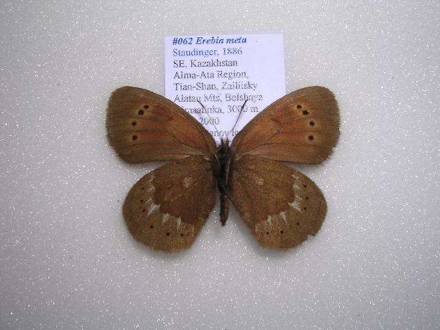 Image de Erebia meta Staudinger 1886