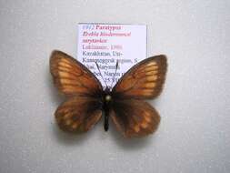 Image of <i>Erebia kindermanni sarytavica</i>