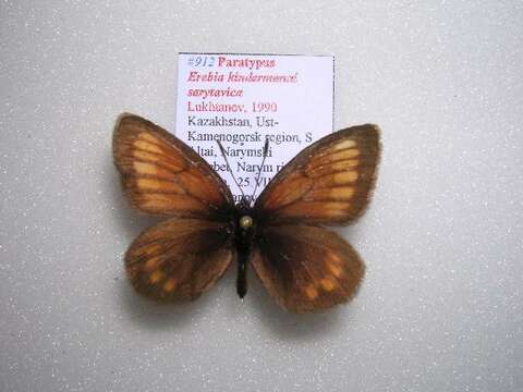 Image of Erebia kindermanni Staudinger 1881