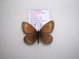 Image of <i>Erebia kindermanni sarytavica</i>