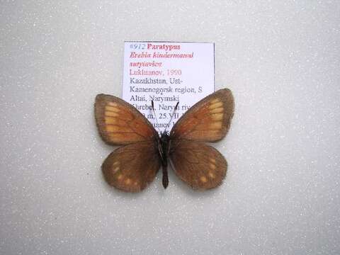 Image of Erebia kindermanni Staudinger 1881