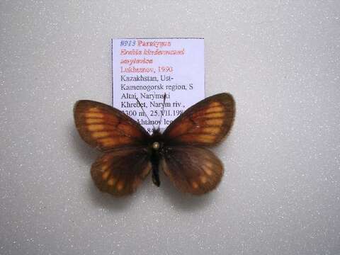 Image of Erebia kindermanni Staudinger 1881