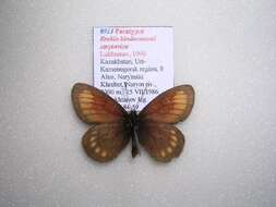 Image of <i>Erebia kindermanni sarytavica</i>