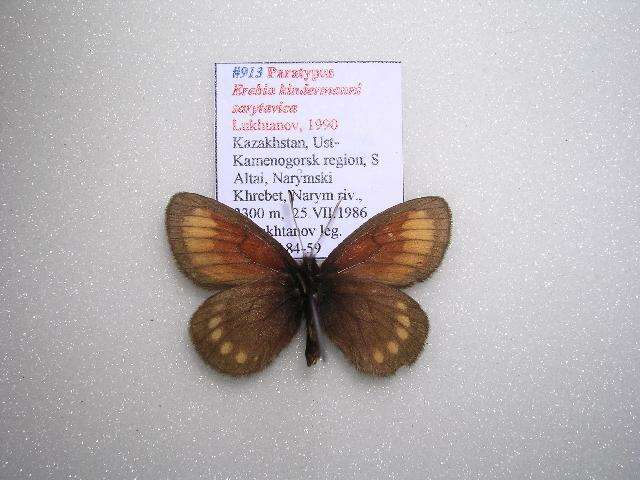 Image of <i>Erebia kindermanni sarytavica</i>