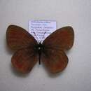 Image of Erebia radians Staudinger 1886