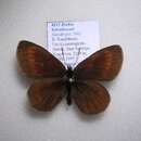 Erebia haberhaueri Staudinger 1881 resmi